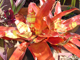 aloe