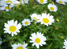 daisies