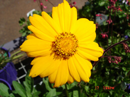 daisy