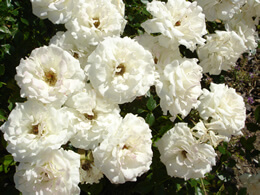 white roses